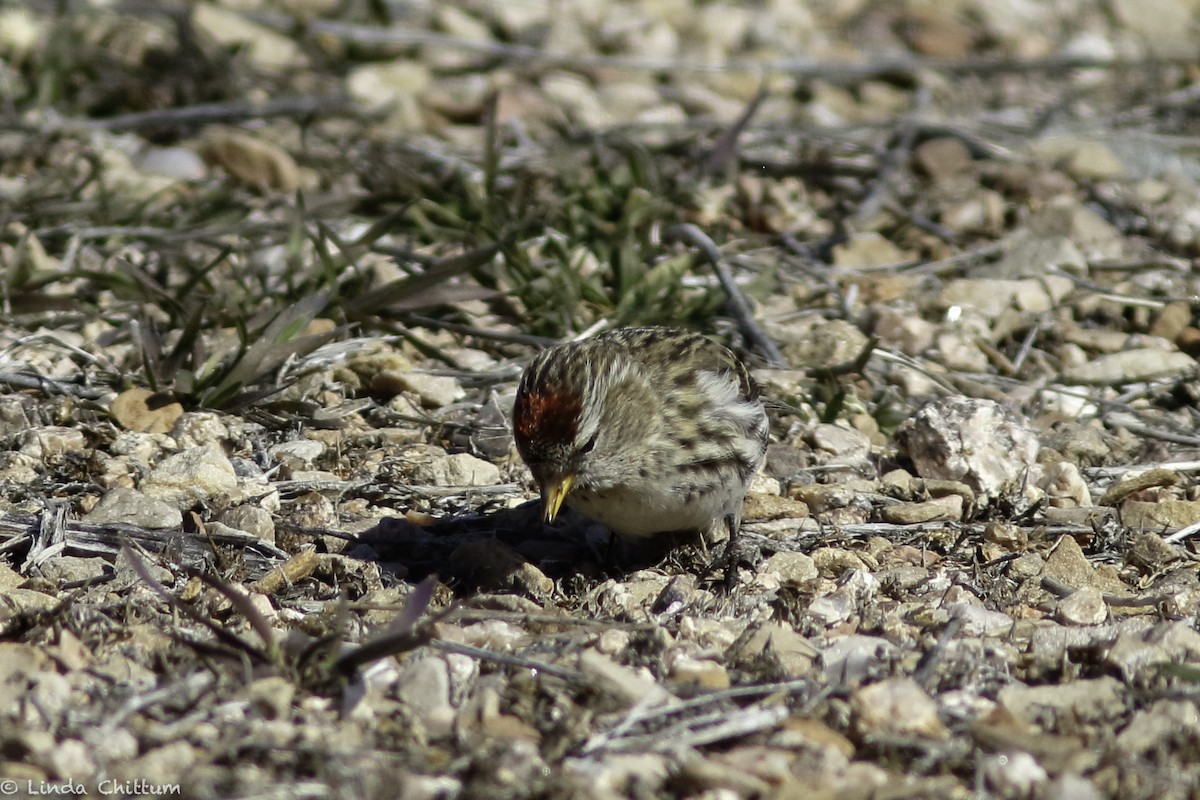 Common Redpoll - ML528268421