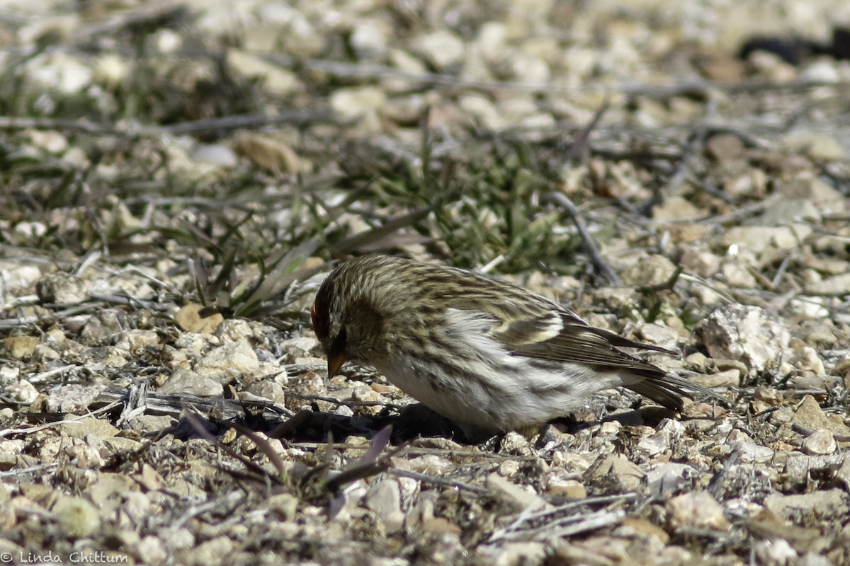 Common Redpoll - ML528268431