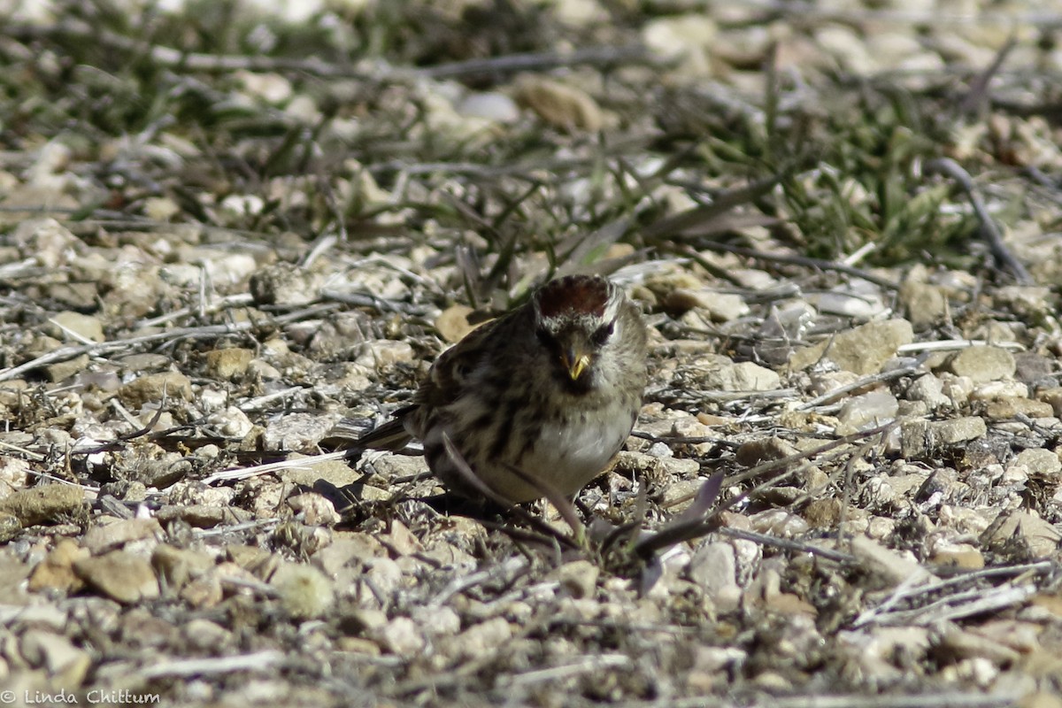 Common Redpoll - ML528268441