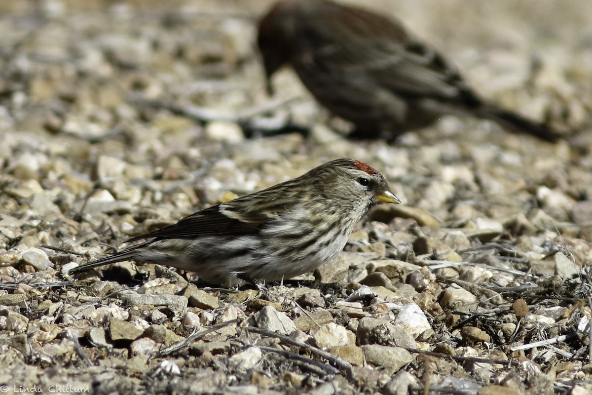 Common Redpoll - ML528268451