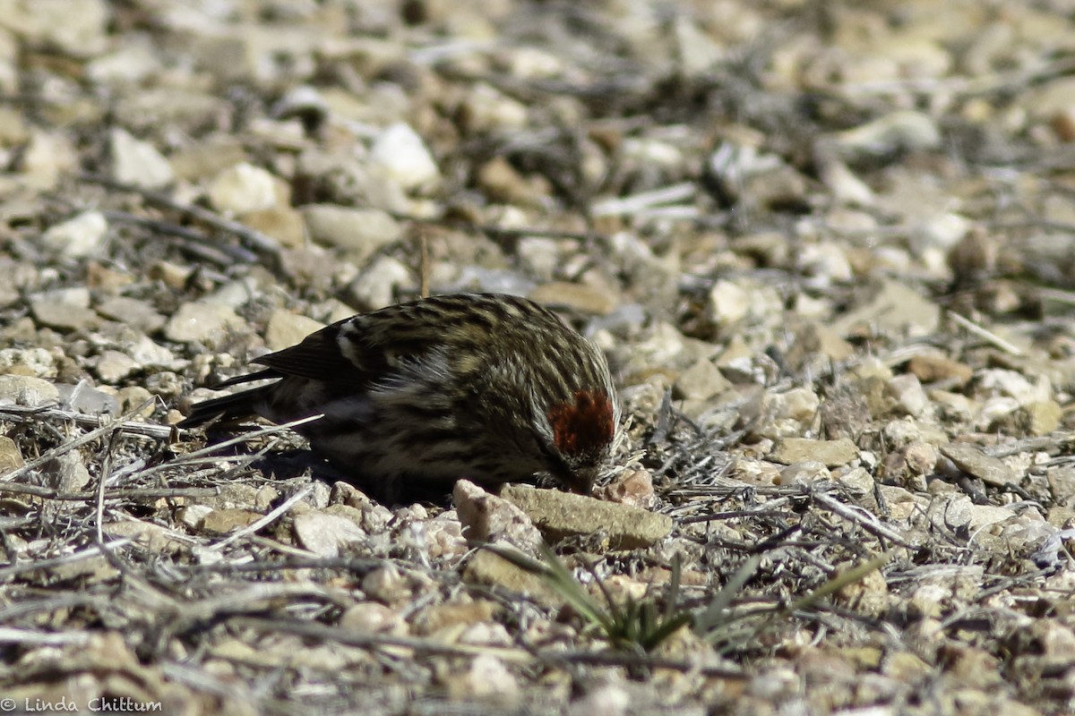 Common Redpoll - ML528268461