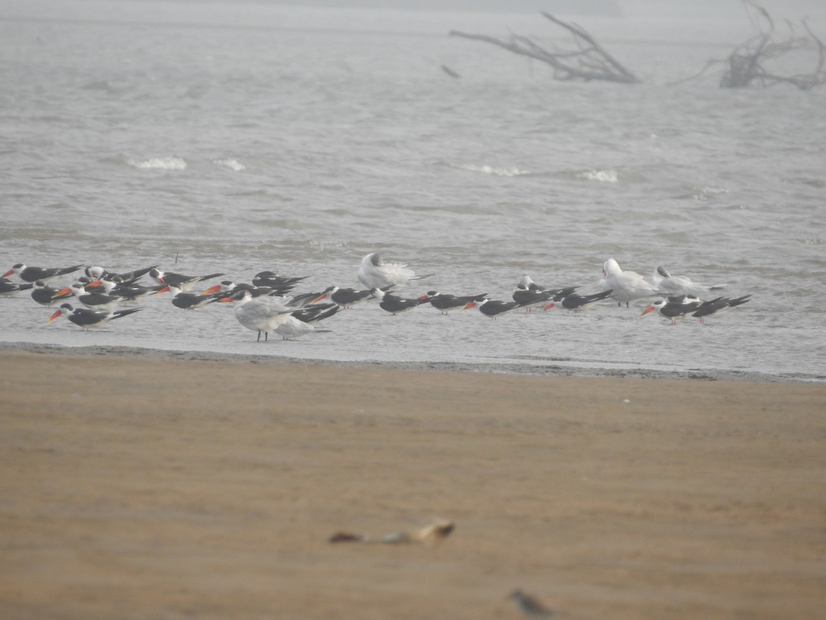 Caspian Tern - Ashwin Viswanathan