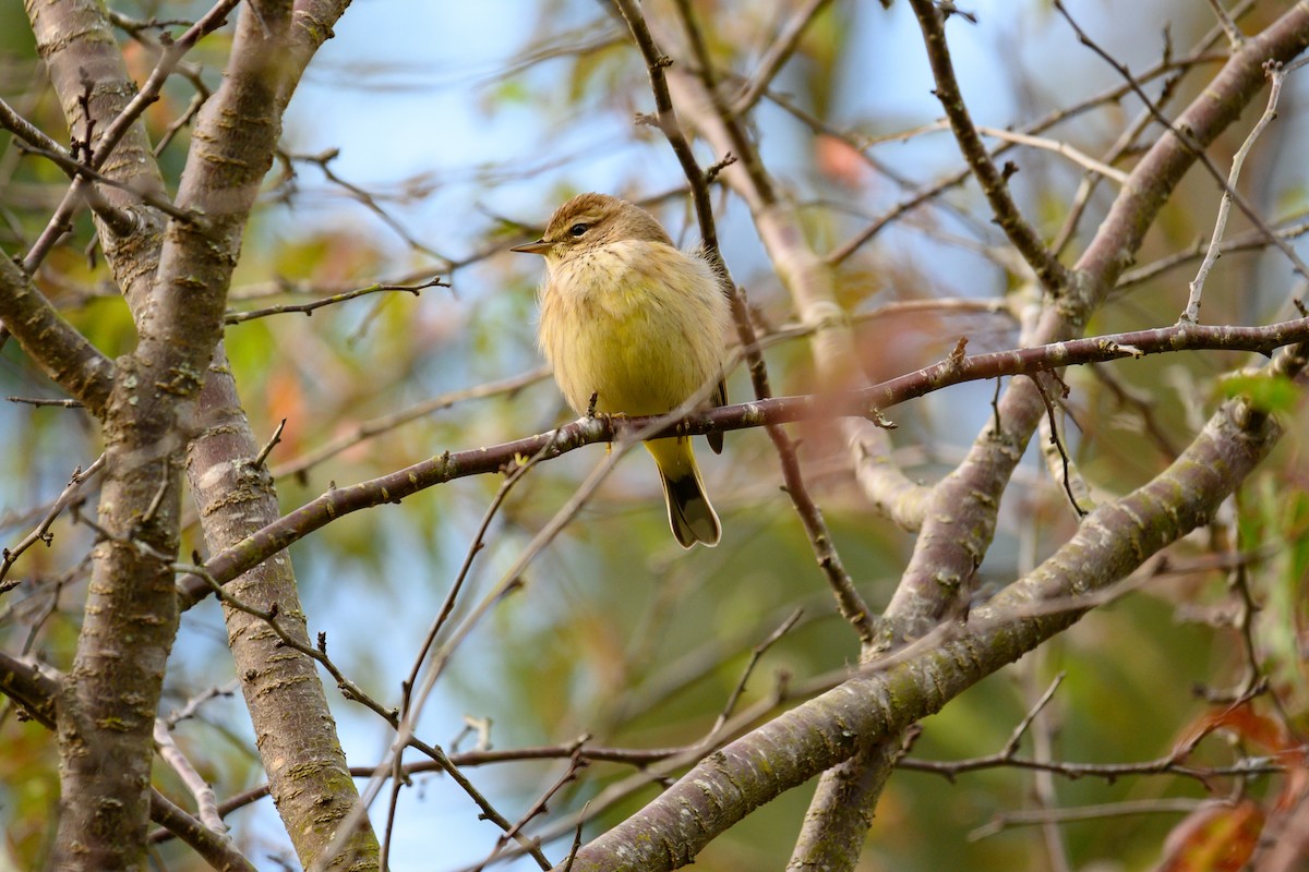 Palm Warbler - ML528270311