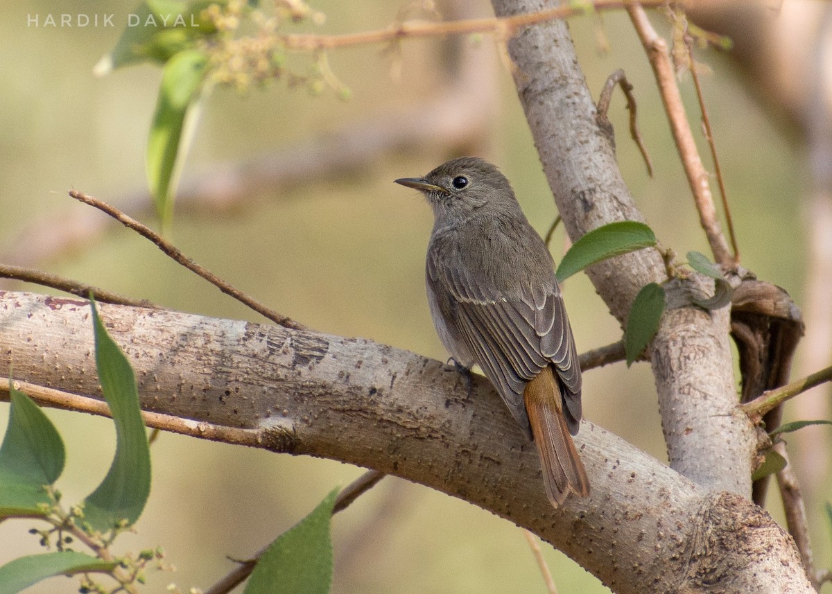 Rusty-tailed Flycatcher - ML528270841