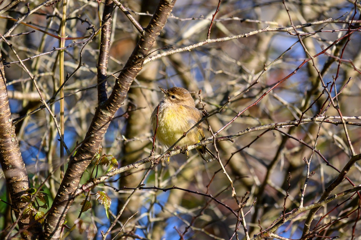 Palm Warbler - ML528271611