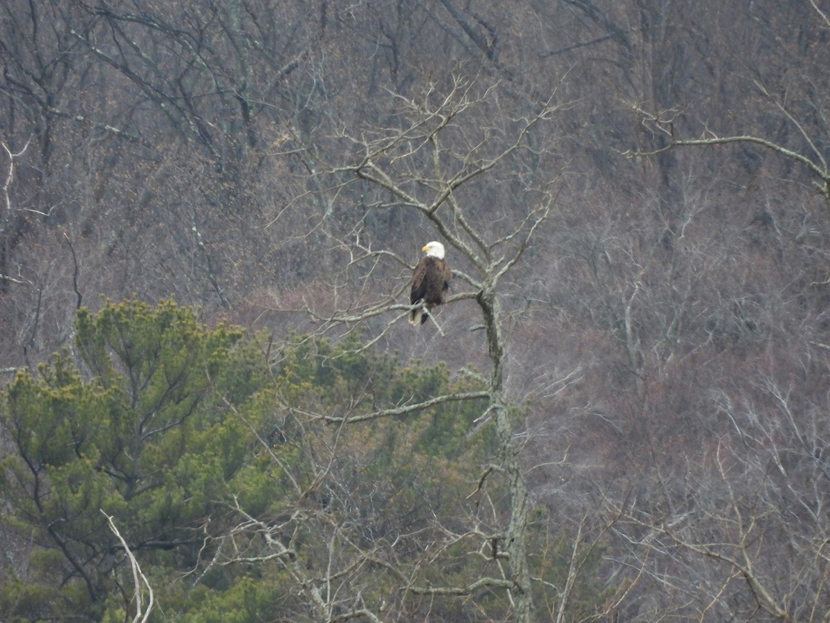 Bald Eagle - ML528271931