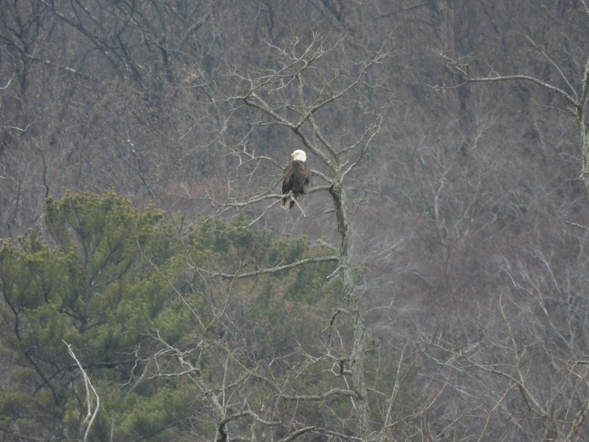 Bald Eagle - ML528271951