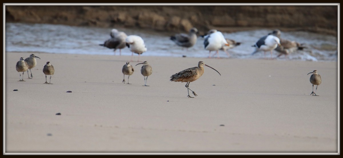 Long-billed Curlew - Albert Linkowski