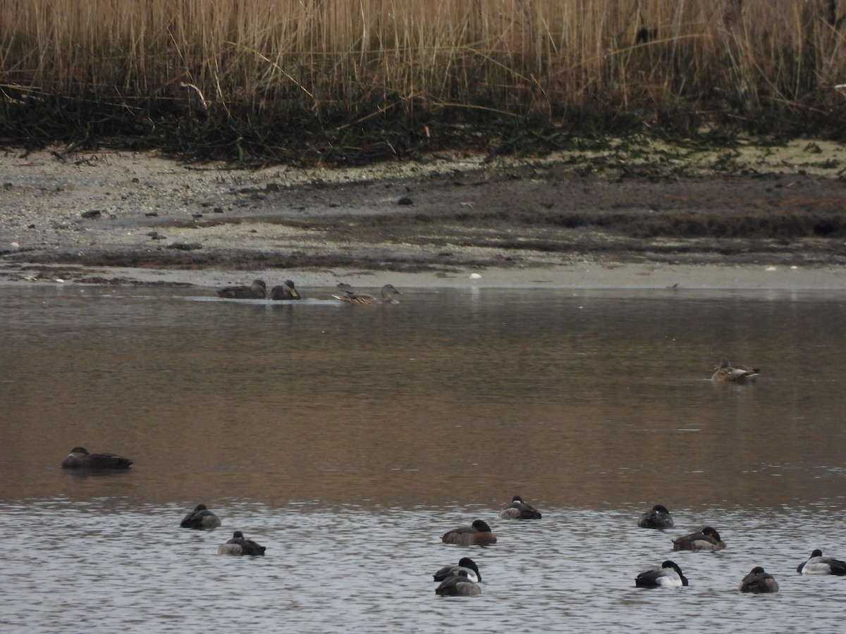 Greater Scaup - ML528272361