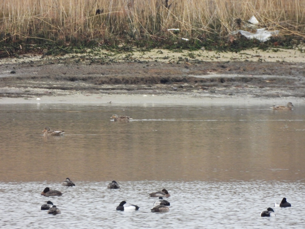 Greater Scaup - ML528272371