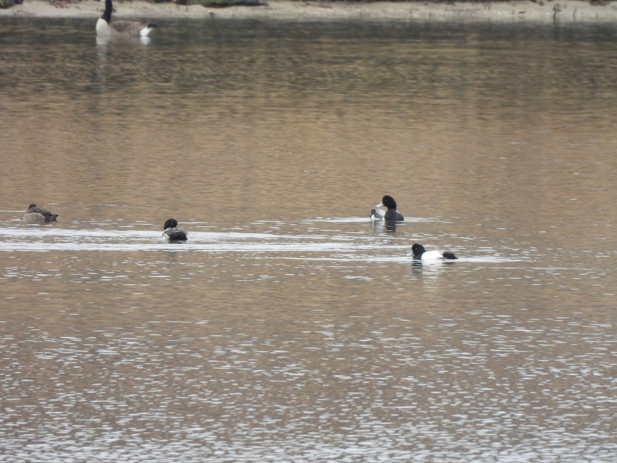 Greater Scaup - ML528272381