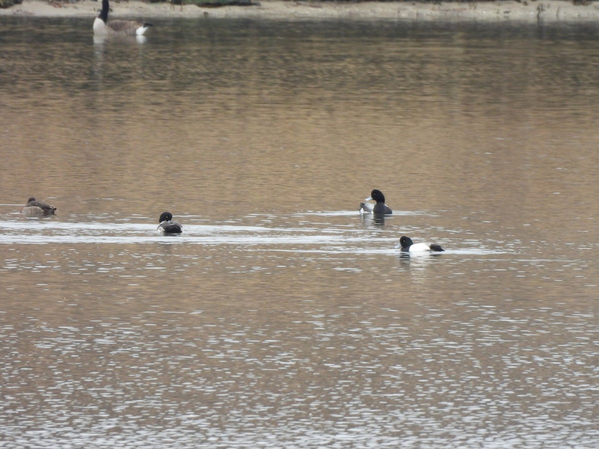 Greater Scaup - Jennifer Wilson-Pines