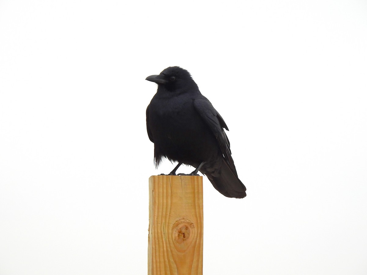 American Crow - ML528272471