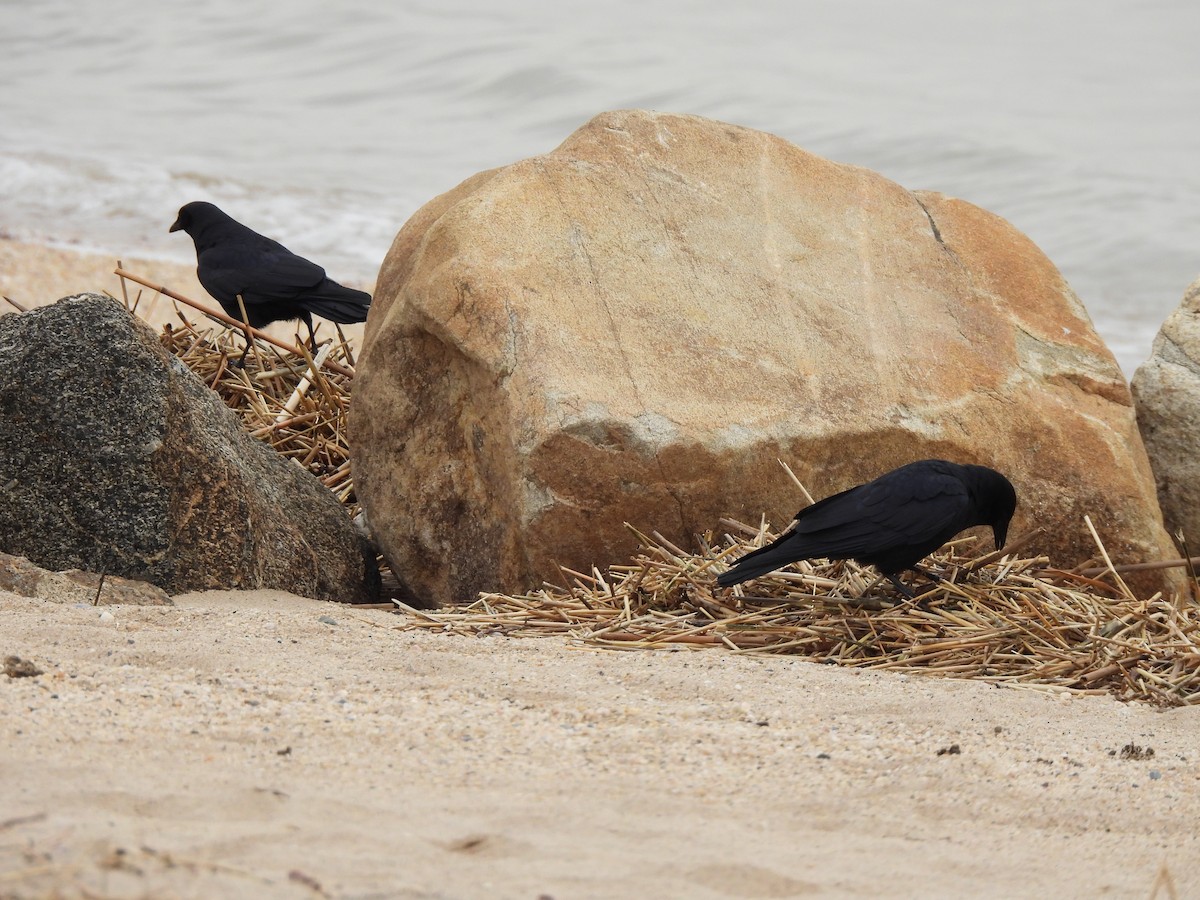 American Crow - ML528272481