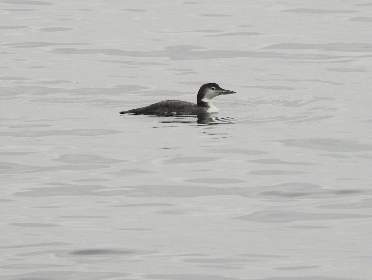 Plongeon huard - ML528272521