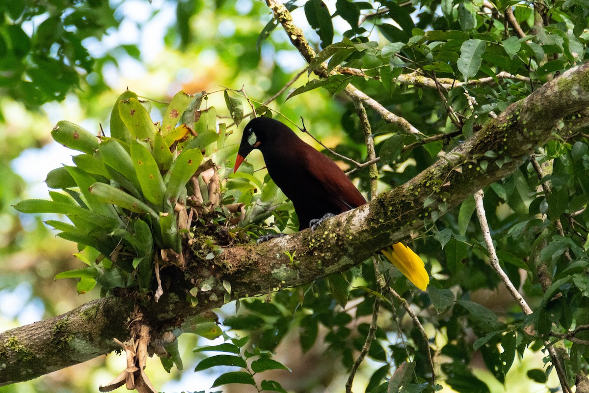 montezumaoropendola - ML528272661