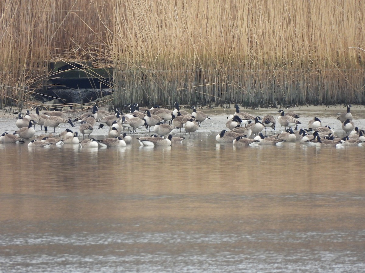 Canada Goose - ML528273291