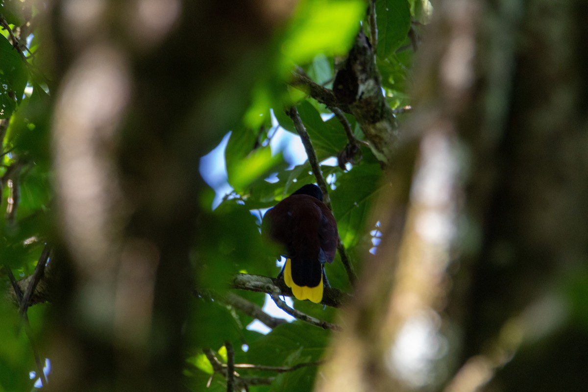 montezumaoropendola - ML528273451