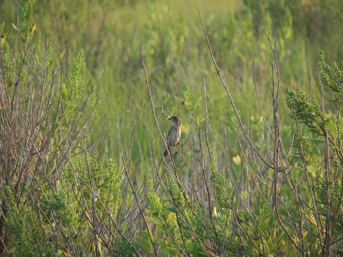 Seaside Sparrow - ML528274201