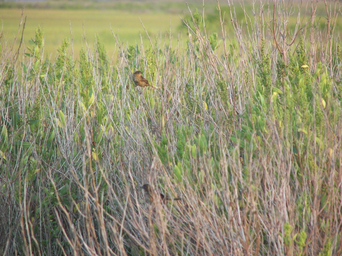 Saltmarsh Sparrow - ML528274321