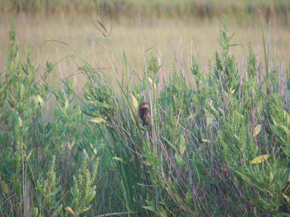 Saltmarsh Sparrow - ML528274381