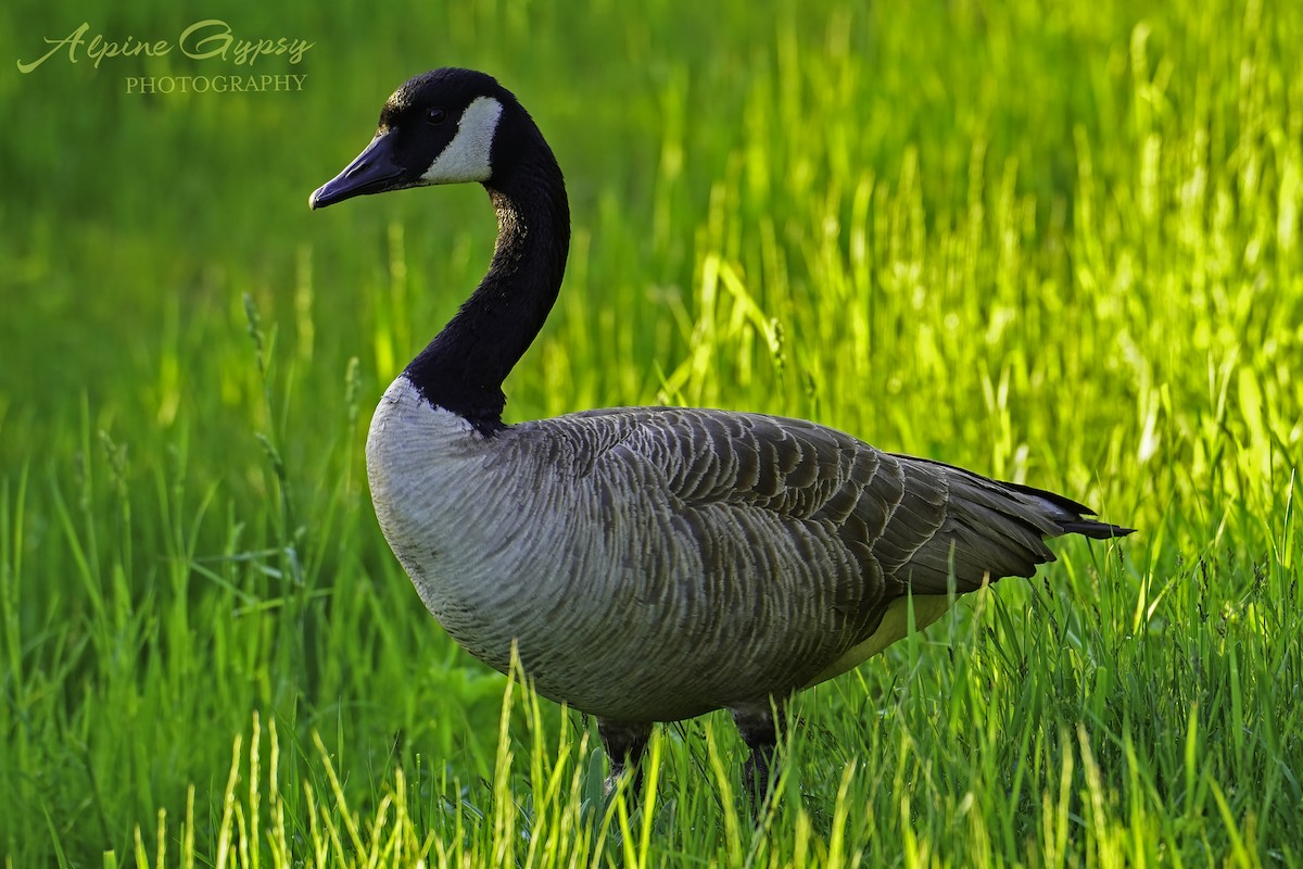 Canada Goose - ML528274761