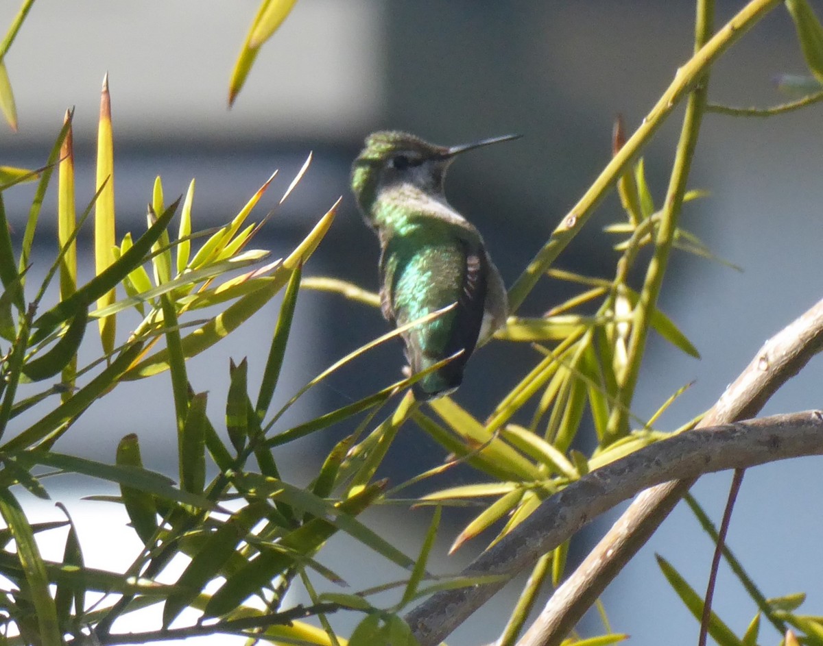 Anna's Hummingbird - ML528274911