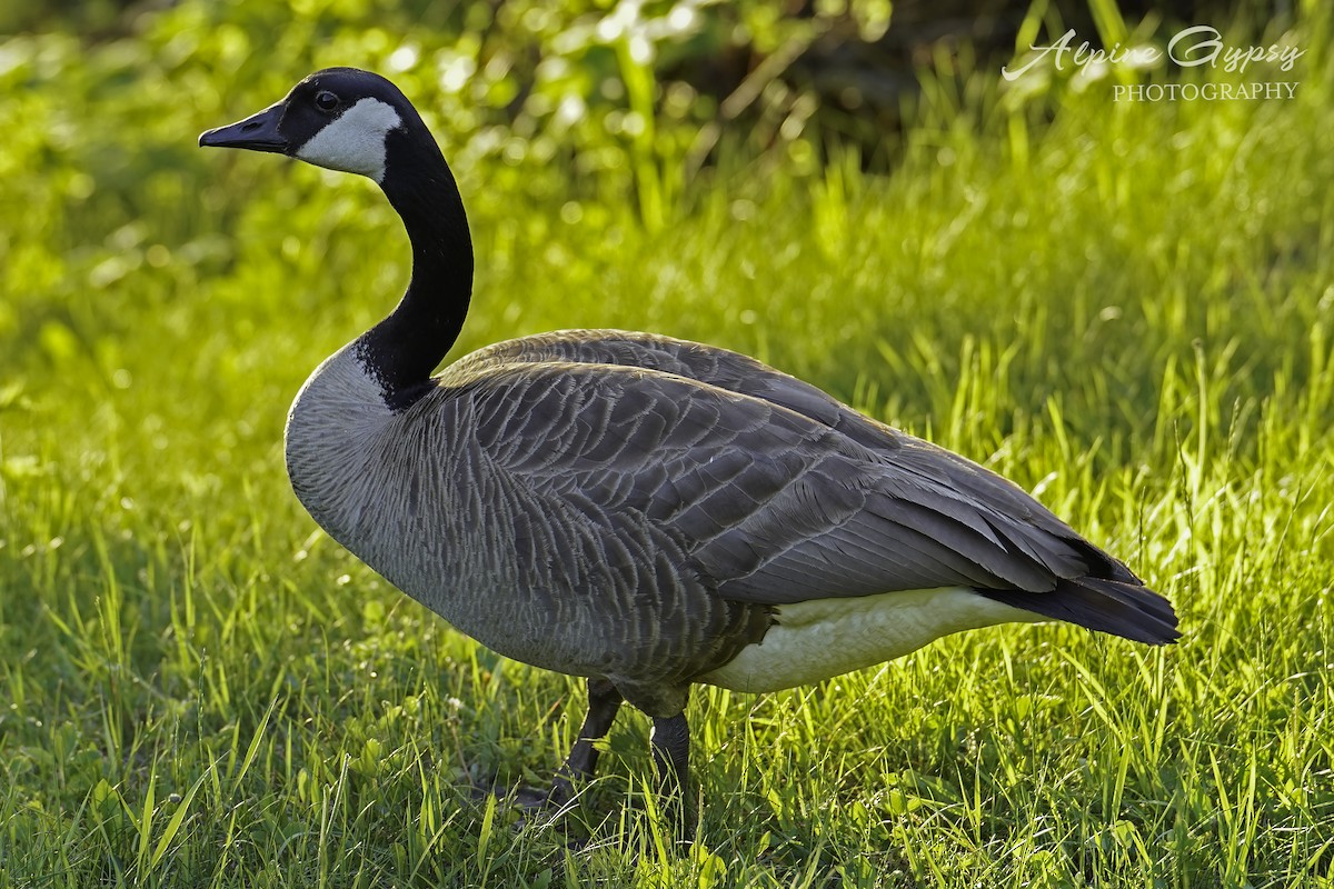 Canada Goose - ML528274991