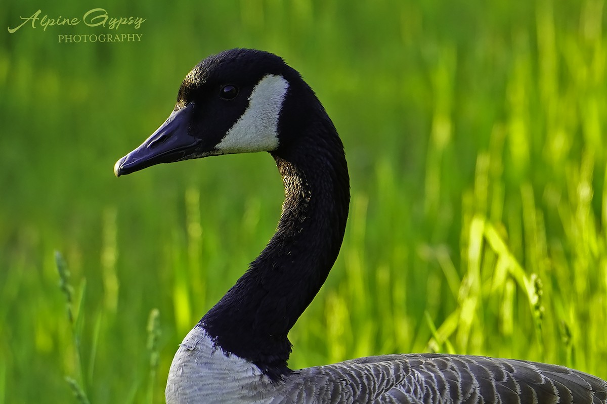 Canada Goose - ML528275211