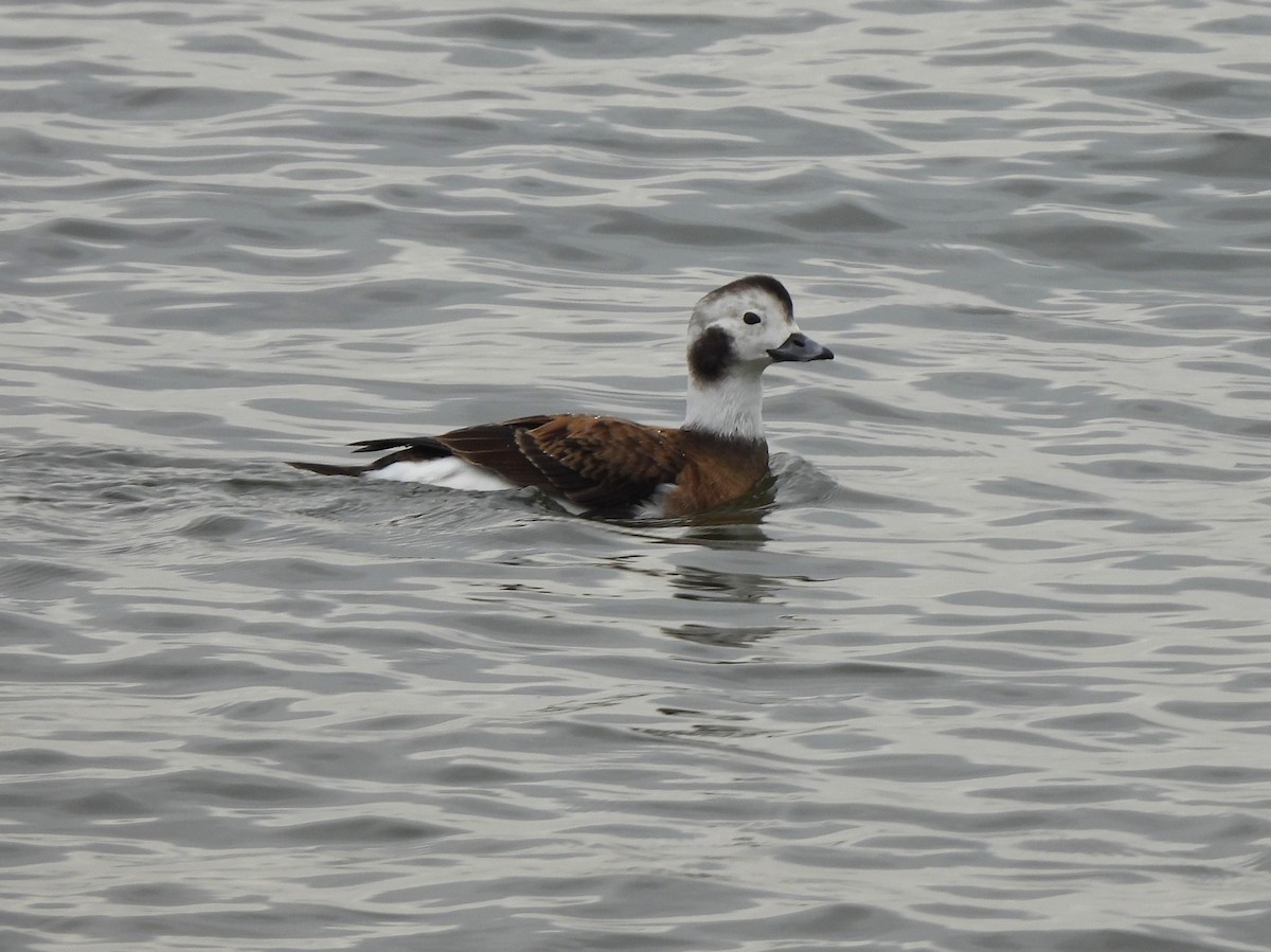 Long-tailed Duck - ML528275611