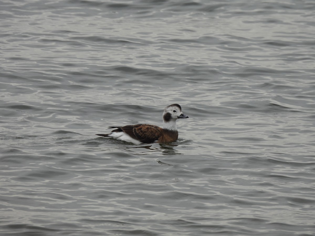 Long-tailed Duck - ML528275621