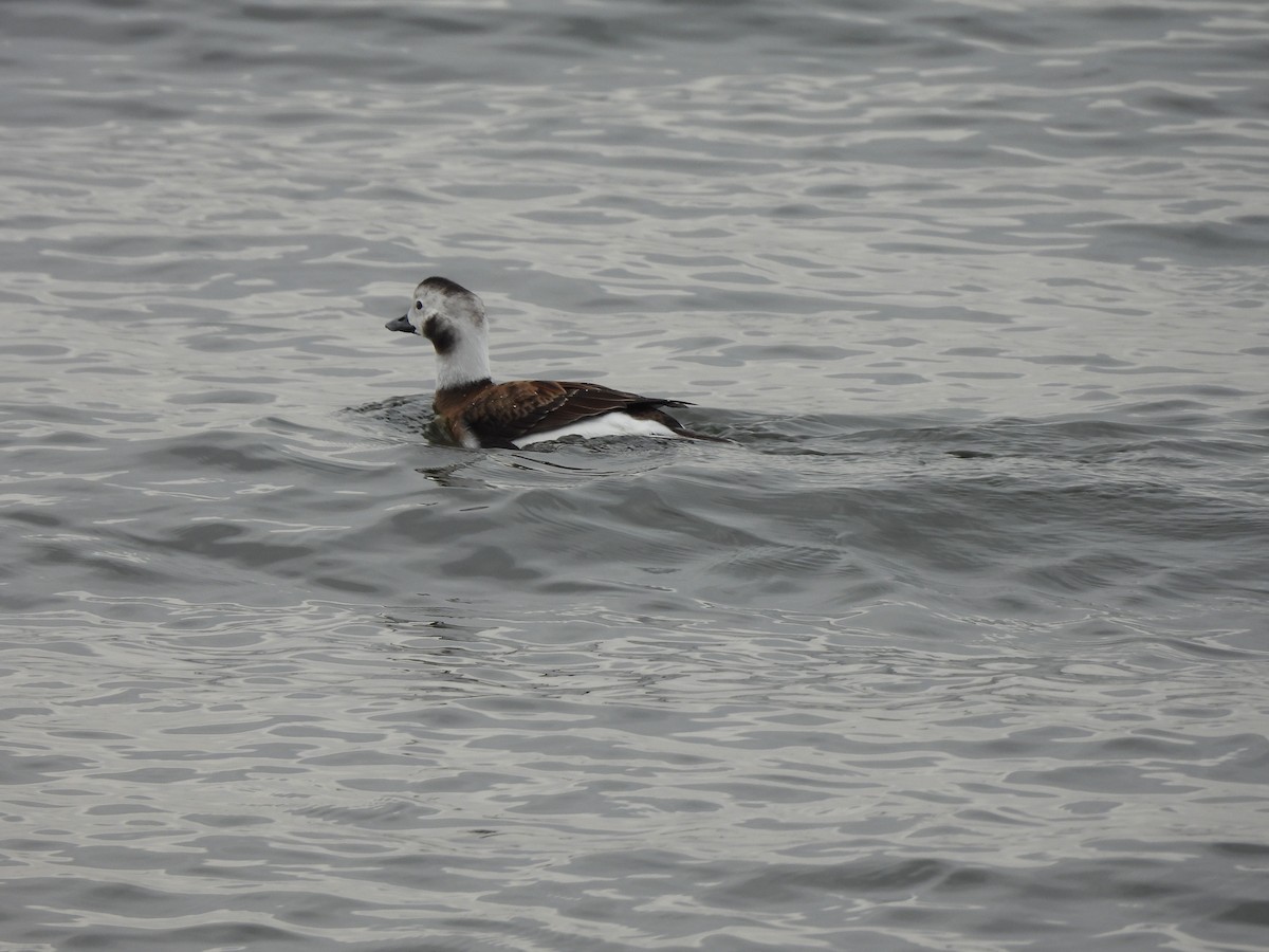 Long-tailed Duck - ML528275631