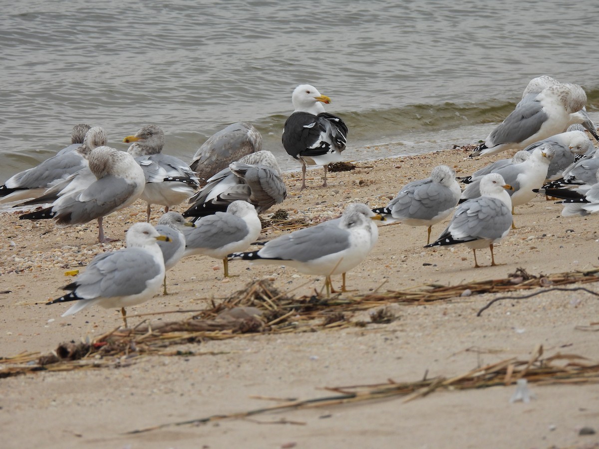 Great Black-backed Gull - ML528275811