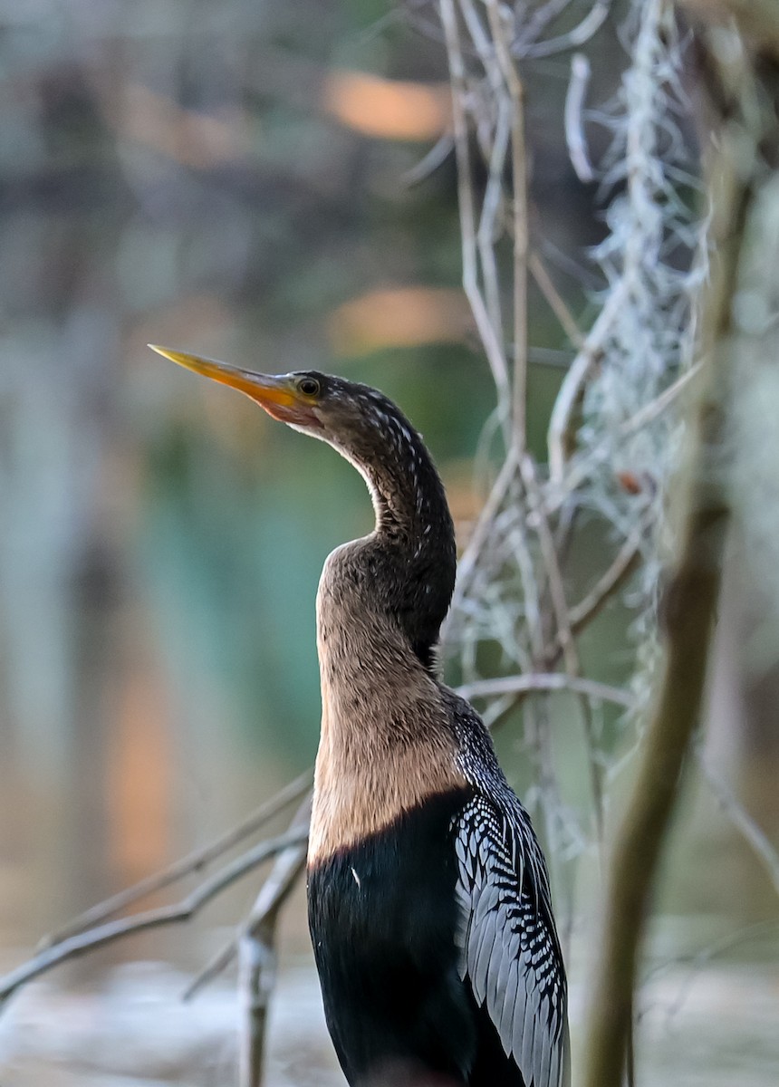 Anhinga - ML528275961