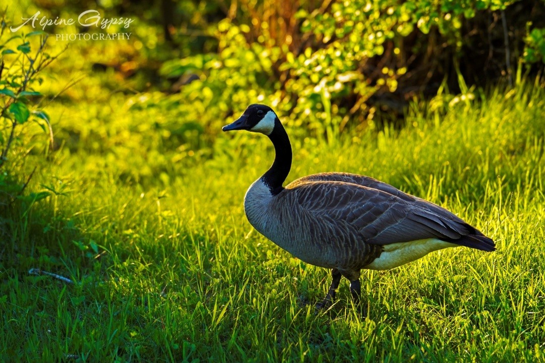 Canada Goose - ML528277071