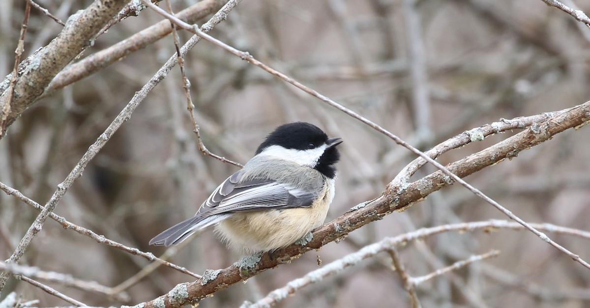 Mésange à tête noire - ML528277941