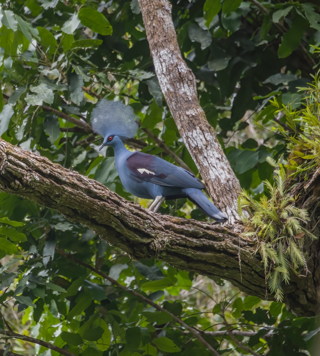 Western Crowned-Pigeon - ML528278071