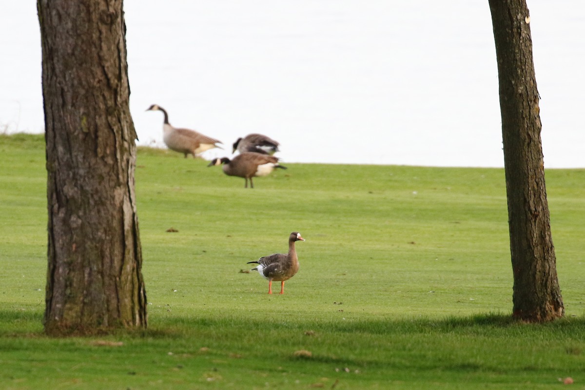 Greater White-fronted Goose - Marie O'Shaughnessy