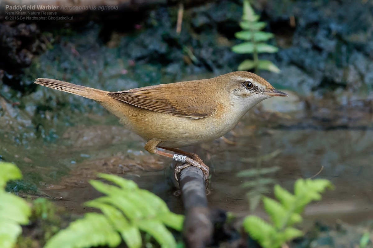 Paddyfield Warbler - Natthaphat Chotjuckdikul
