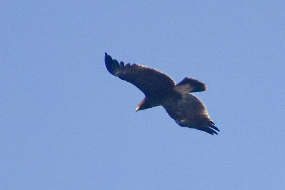 Greater Spotted Eagle - Vizz Vishwanath