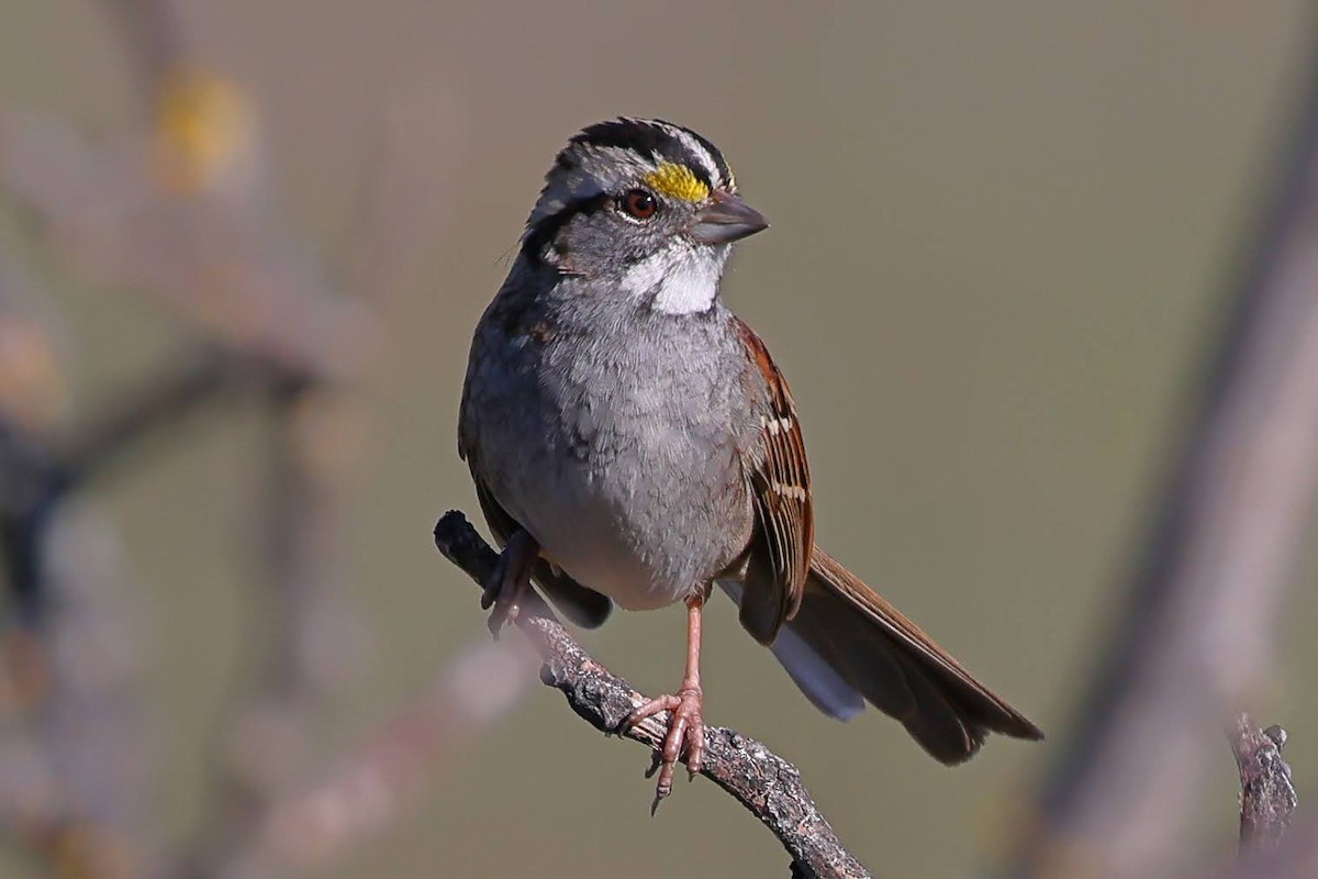 White-throated Sparrow - ML528278551