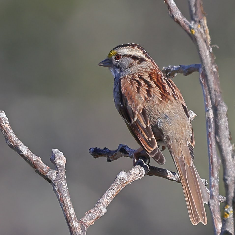 White-throated Sparrow - ML528278791