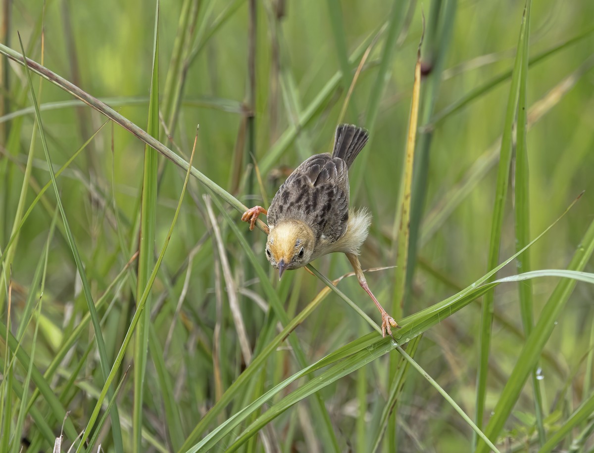 Golden-headed Cisticola - ML528278881