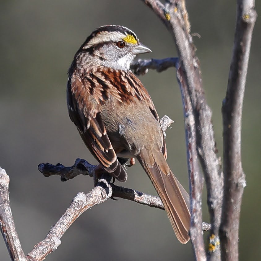 White-throated Sparrow - ML528278951