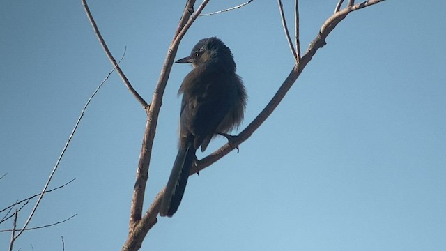 Woodhouse's Scrub-Jay - ML528278961