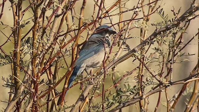 Woodhouse's Scrub-Jay - ML528278971