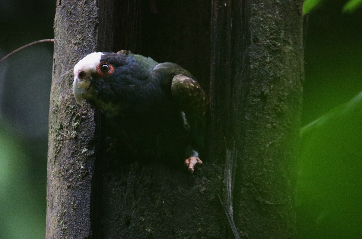 White-crowned Parrot - ML528279001