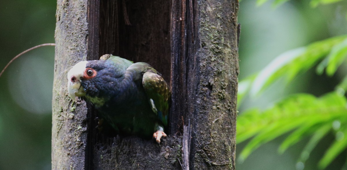 White-crowned Parrot - ML528279011
