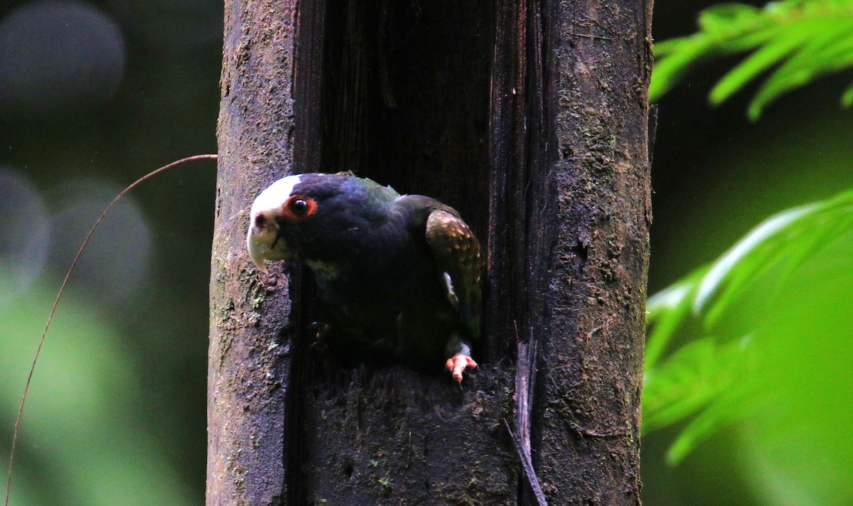 White-crowned Parrot - ML528279021