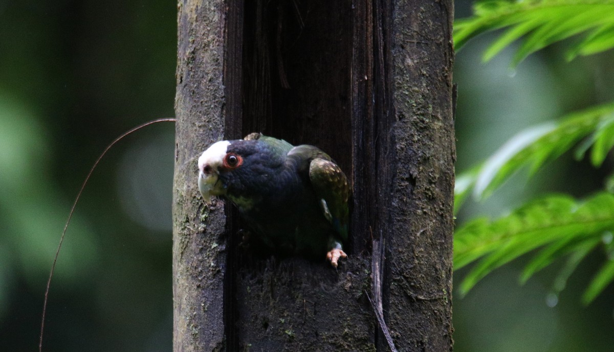 White-crowned Parrot - ML528279031